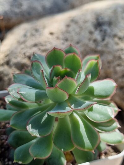 Echeveria Dream rose