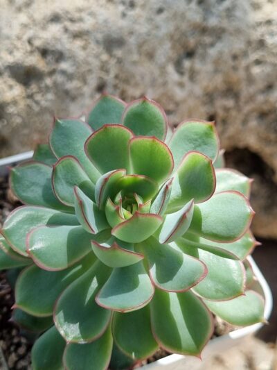 Echeveria Dream rose - Зображення 2