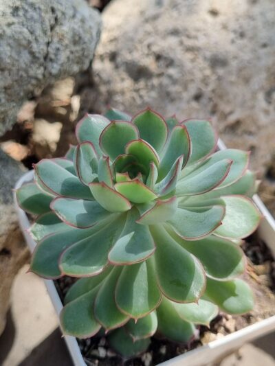 Echeveria Dream rose - Зображення 3