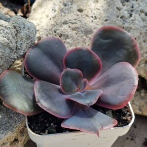 Echeveria Amethyst