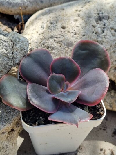 Echeveria Amethyst