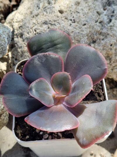 Echeveria Amethyst - Зображення 2