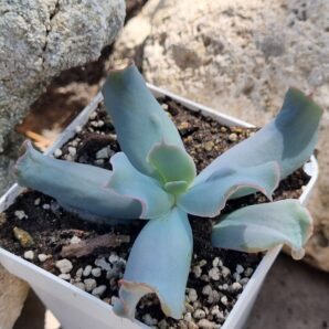Echeveria Culibra