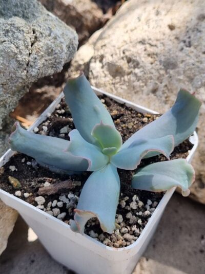 Echeveria Culibra