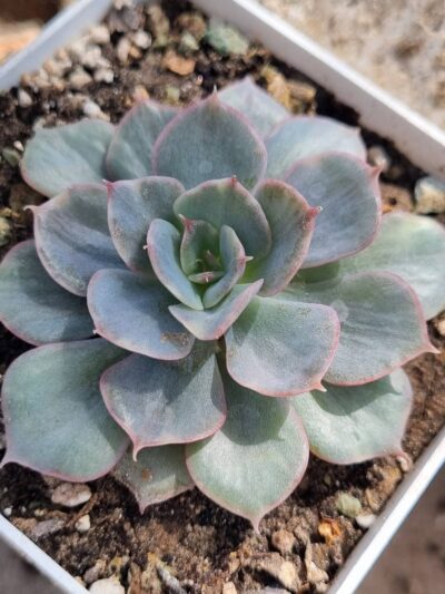 Echeveria Blue Cante Gold var - Зображення 2