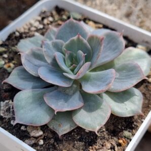 Echeveria Blue Cante Gold var