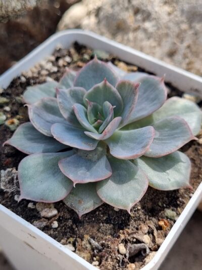 Echeveria Blue Cante Gold var