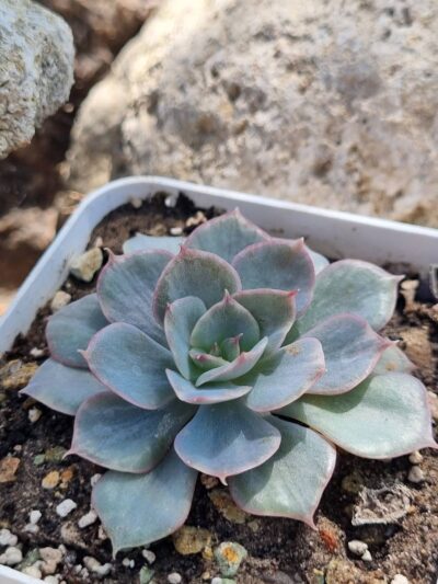 Echeveria Blue Cante Gold var - Зображення 3
