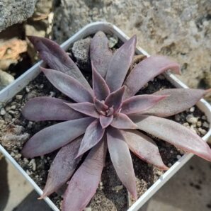 Echeveria Metallica hybrid