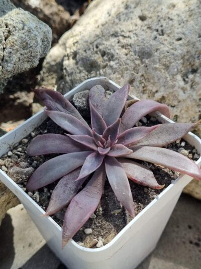 Echeveria Metallica hybrid - Зображення 2