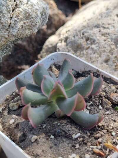 Echeveria Dark Vader - Зображення 2
