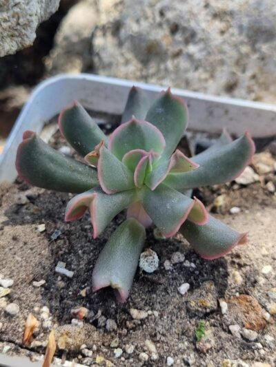 Echeveria Dark Vader
