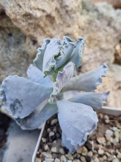 Cotyledon - Зображення 2