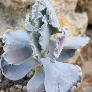 Cotyledon