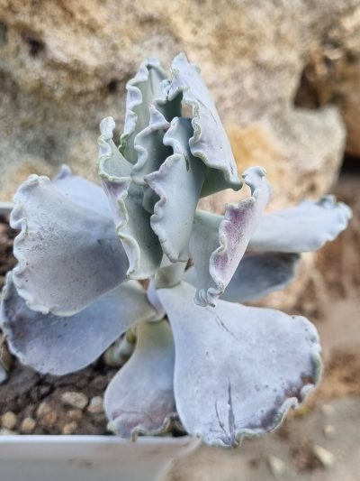 Cotyledon