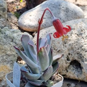 Cotyledon orbiculata Oophylla