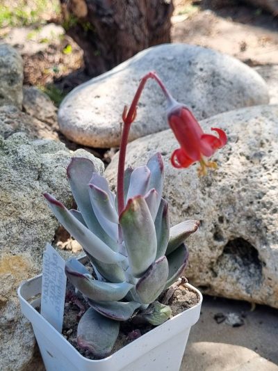 Cotyledon orbiculata Oophylla