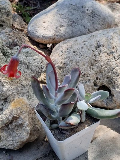 Cotyledon orbiculata Oophylla - Зображення 2