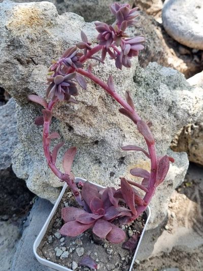 Echeveria Hanaikada