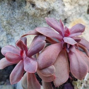 Echeveria Hanaikada