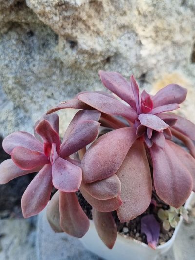 Echeveria Hanaikada