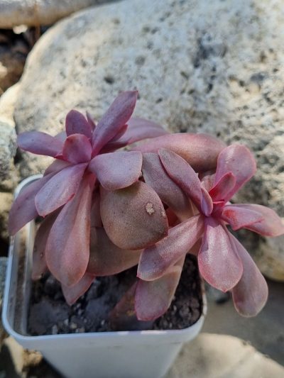 Echeveria Hanaikada - Зображення 2