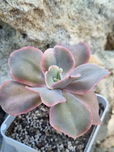 Echeveria Wild Butterfiely - Зображення 3