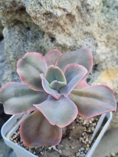 Echeveria Wild Butterfiely - Зображення 2