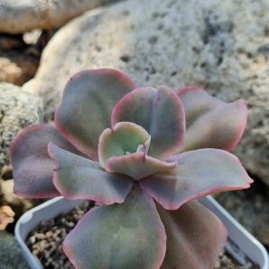 Echeveria Wild Butterfiely