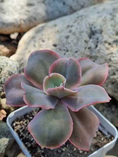 Echeveria Wild Butterfiely