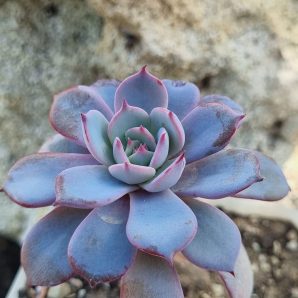 Echeveria Laurensis