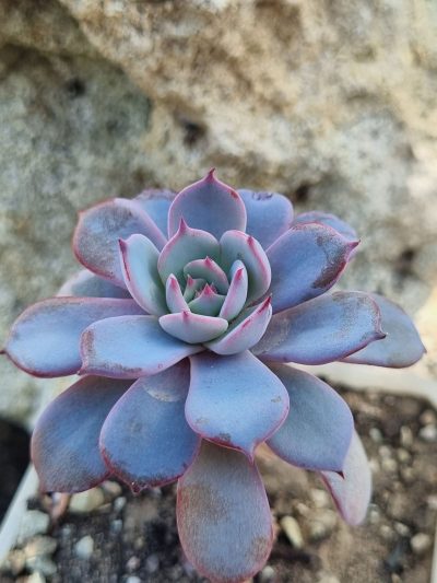Echeveria Laurensis