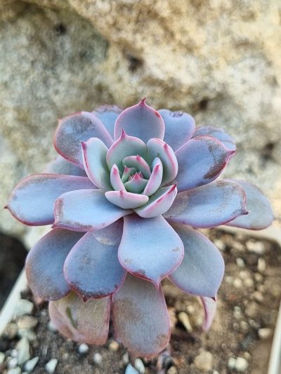 Echeveria Laurensis - Зображення 2