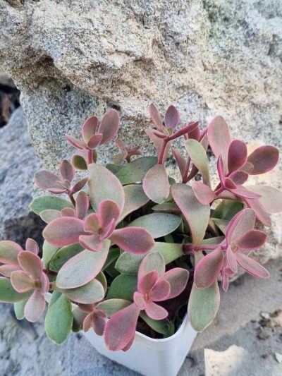 Crassula atropurpurea muirii variegata - Зображення 2