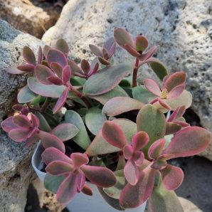 Crassula atropurpurea muirii variegata