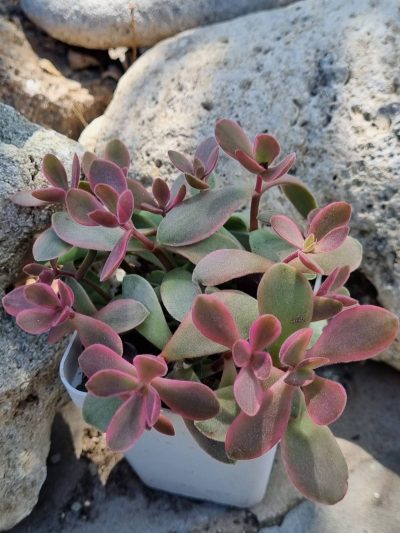 Crassula atropurpurea muirii variegata