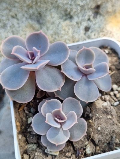 Echeveria Perle von Nurnberg - Зображення 2