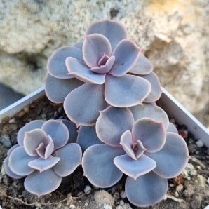 Echeveria Perle von Nurnberg