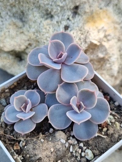 Echeveria Perle von Nurnberg