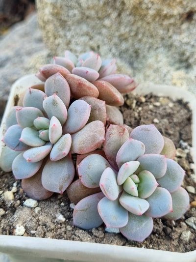 Echeveria Jelly Jem Red - Зображення 3
