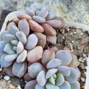 Echeveria Jelly Jem Red
