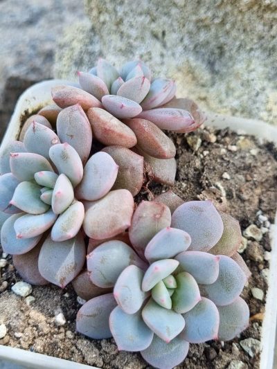 Echeveria Jelly Jem Red
