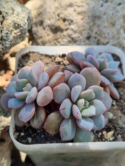 Echeveria Jelly Jem Red - Зображення 2