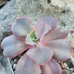 Echeveria Japan Moon River