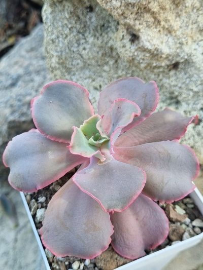 Echeveria Japan Moon River