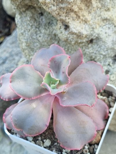 Echeveria Japan Moon River - Зображення 2