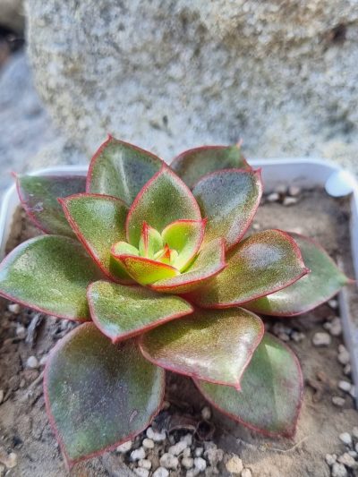 Echeveria Alektia - Зображення 2