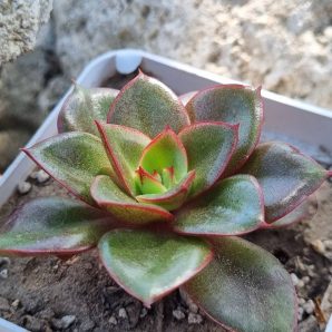 Echeveria Alektia