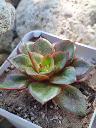 Echeveria Alektia
