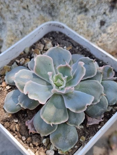 Echeveria Shaviana Mexican Hens - Зображення 2